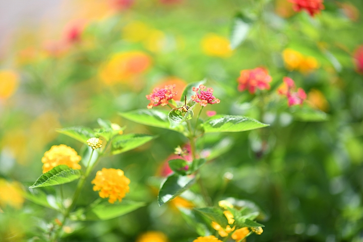 Nikon D850開著箱從通勤高雄到幸福屏東。