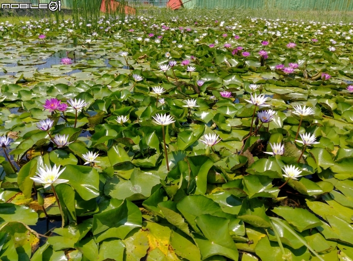 睡蓮 紅緬梔 羅漢松 露兜樹 台南市南區華友聯歡喜公園 9月18號