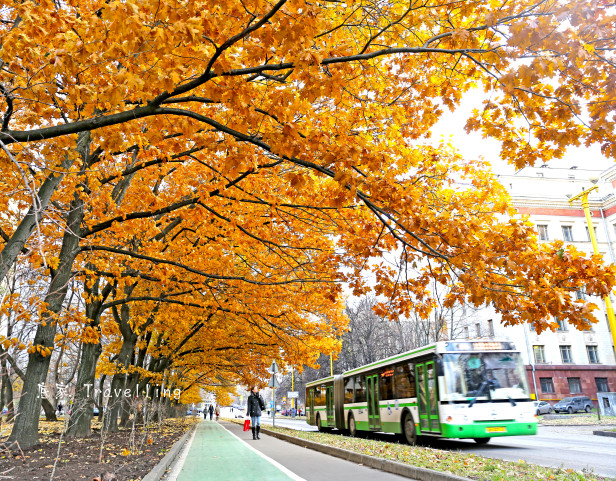 讓我們來一份「莫斯科」的楓葉吧！ – Here, I am travelling