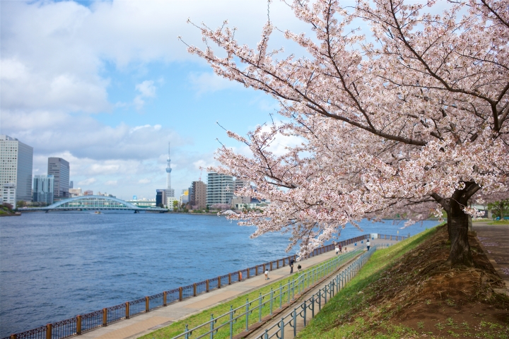 日本的浮光掠影