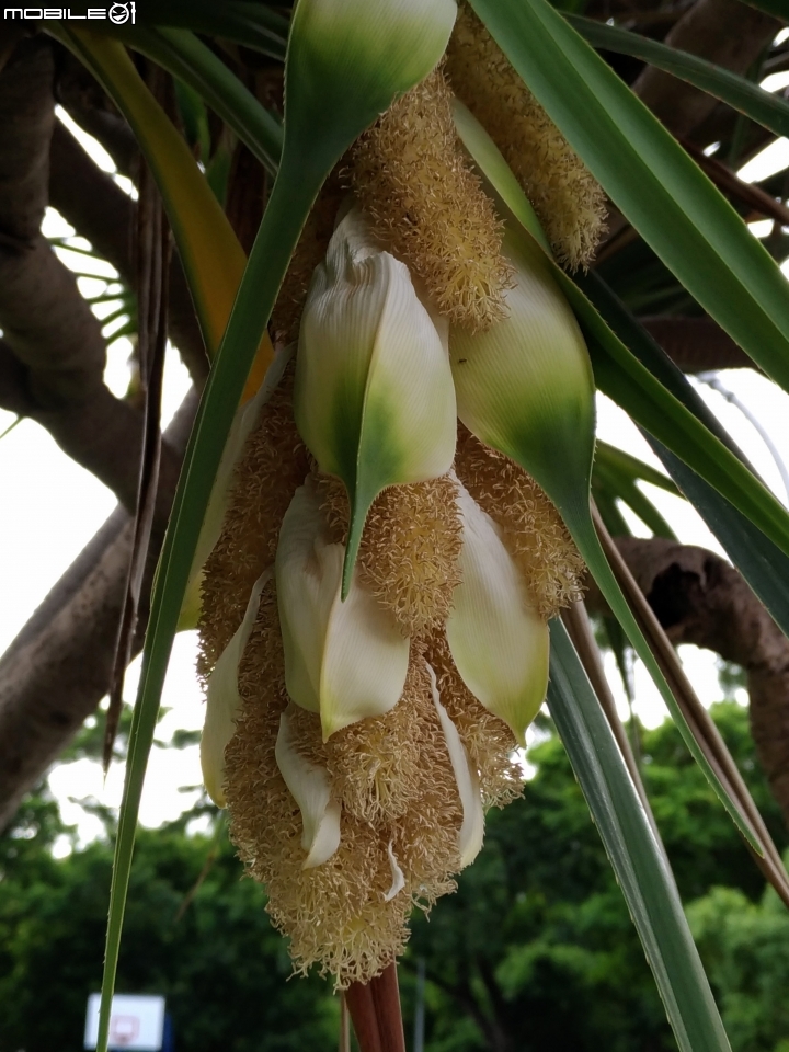 紅刺露兜樹 高雄市楠梓區右昌森林公園 9月2號