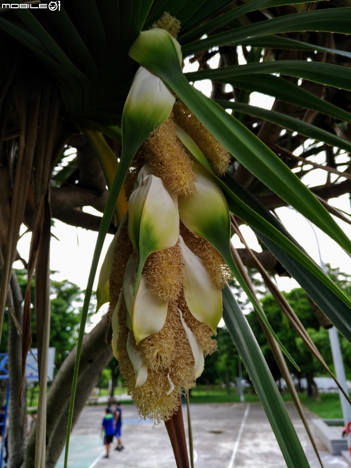 紅刺露兜樹 高雄市楠梓區右昌森林公園 9月2號