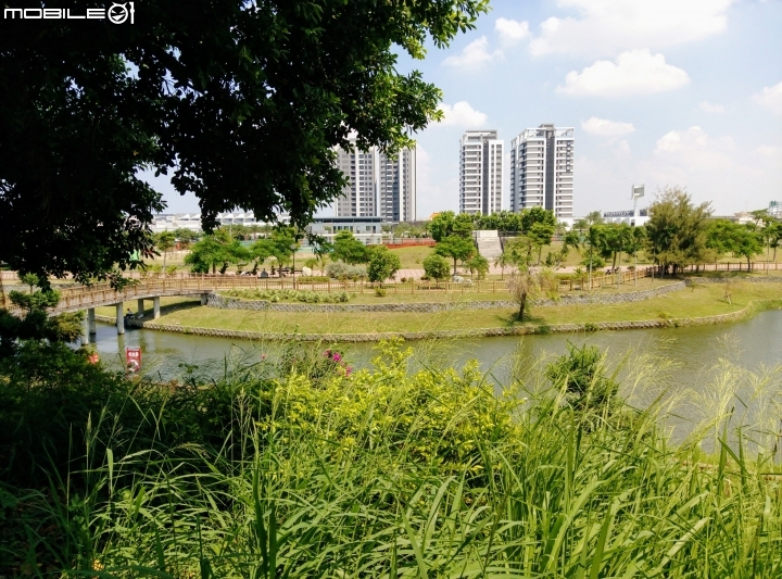 睡蓮 紅緬梔 羅漢松 露兜樹 台南市南區華友聯歡喜公園 9月18號