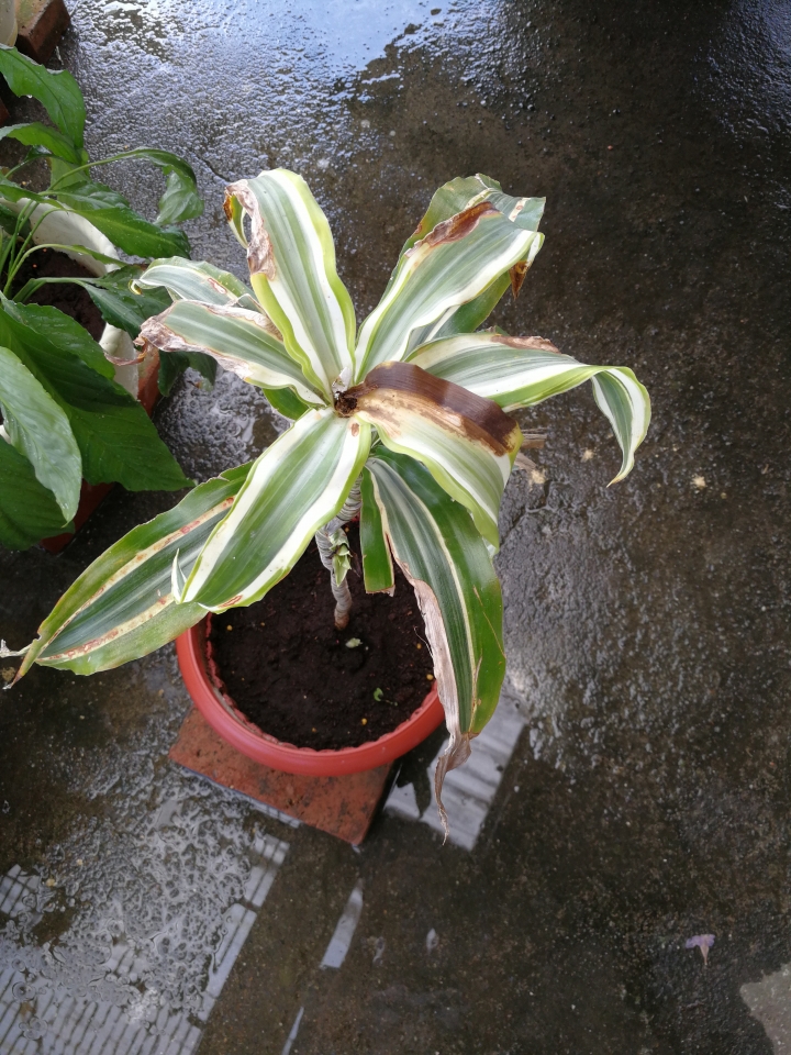植物名字和馬拉巴栗修剪