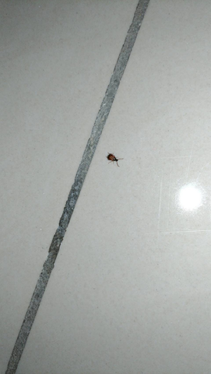 請問這是甚麼蟲