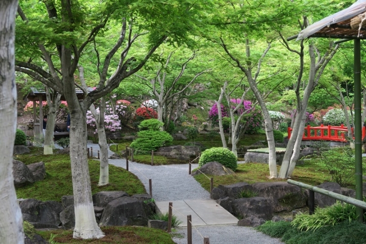 九州六天五夜太平洋旅行社行程分享（大興善寺 島原芝櫻 熊本城…
