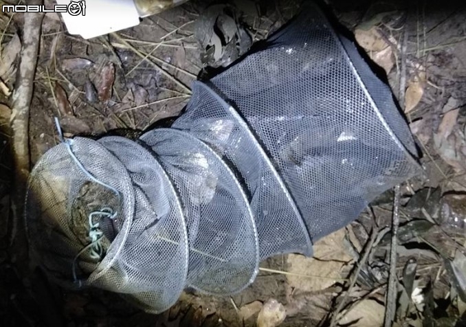 野生水庫福壽，  好好吃
