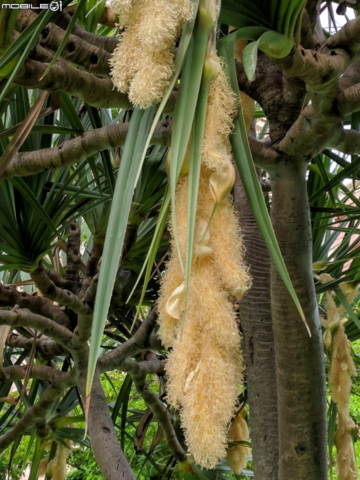 紅刺露兜樹 高雄市楠梓區右昌森林公園 9月2號
