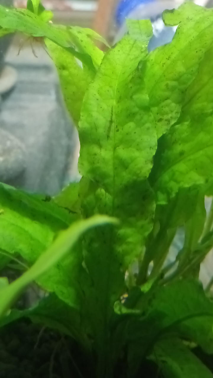 皇冠草黑點