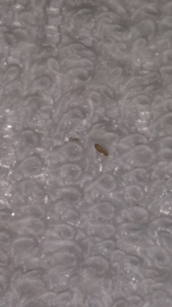 寶寶床墊上的小蟲, 請問有沒有人看過? ( 比米粒還小的蟲)