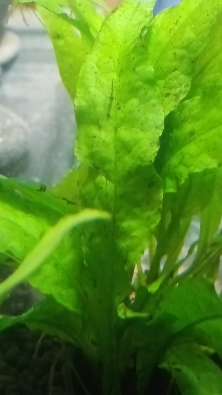 皇冠草黑點