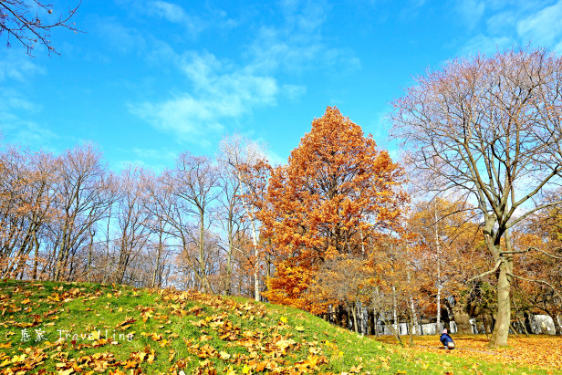 讓我們來一份「莫斯科」的楓葉吧！ – Here, I am travelling