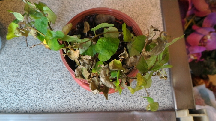請問 我們家的薜荔怎麼了 為何會枯枝