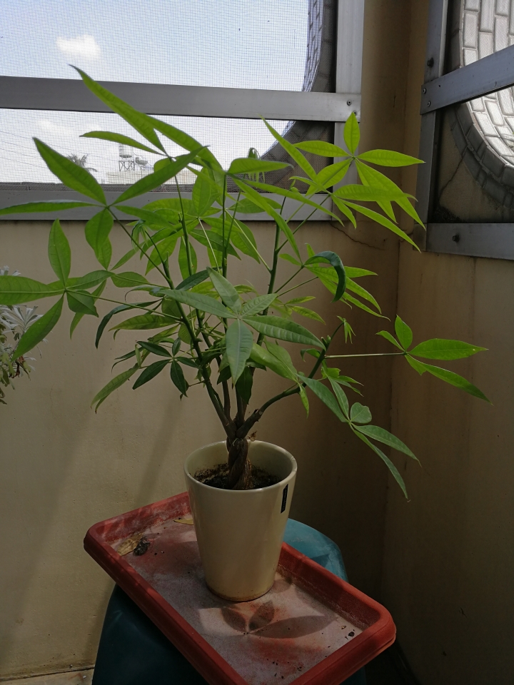 植物名字和馬拉巴栗修剪