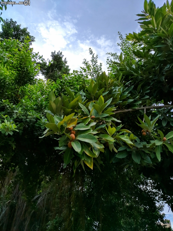 紅刺露兜樹 高雄市楠梓區右昌森林公園 9月2號