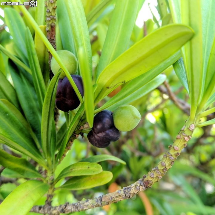 羅漢松 棍棒椰子 華盛頓棕櫚 台南市仁德區麗池公園9月17號