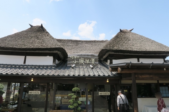 九州六天五夜太平洋旅行社行程分享（大興善寺 島原芝櫻 熊本城…