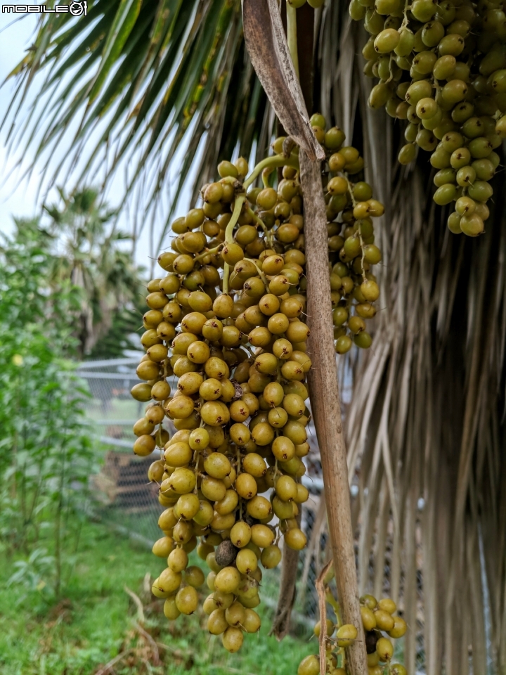 羅漢松 棍棒椰子 華盛頓棕櫚 台南市仁德區麗池公園9月17號