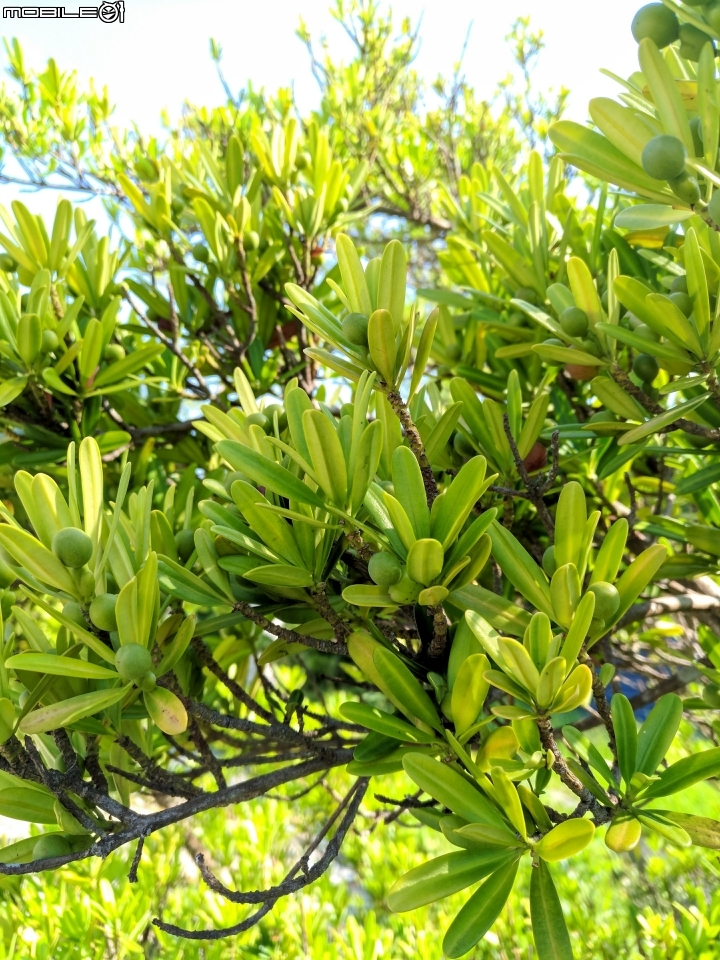 羅漢松 棍棒椰子 華盛頓棕櫚 台南市仁德區麗池公園9月17號