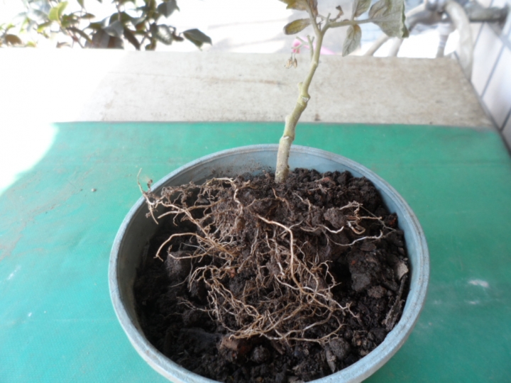 番茄 這樣子是 病還是養分不足