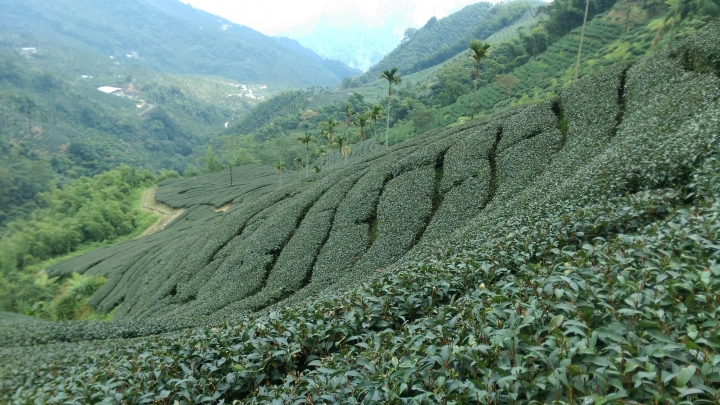 這些種茶的地到底是國有還是私有？