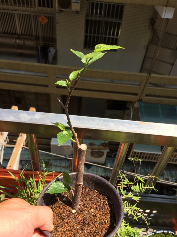 請問大家這是桑樹吧?[