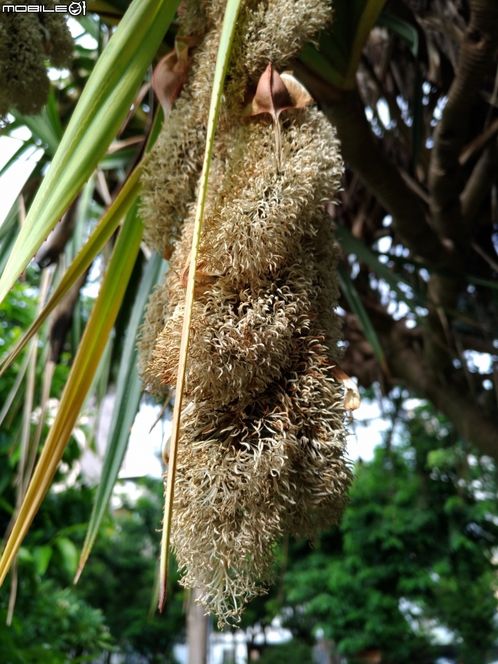 紅刺露兜樹 高雄市楠梓區右昌森林公園 9月2號