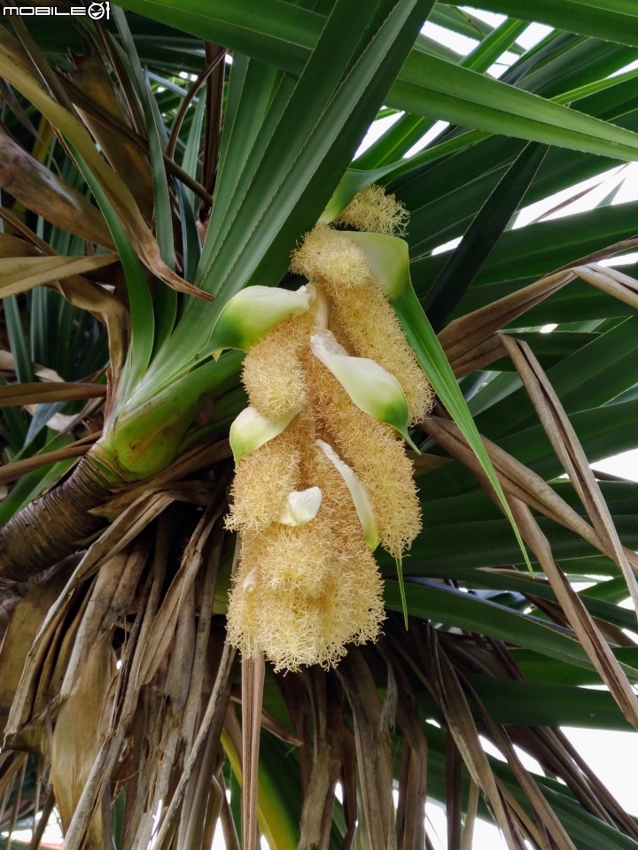 紅刺露兜樹 高雄市楠梓區右昌森林公園 9月2號