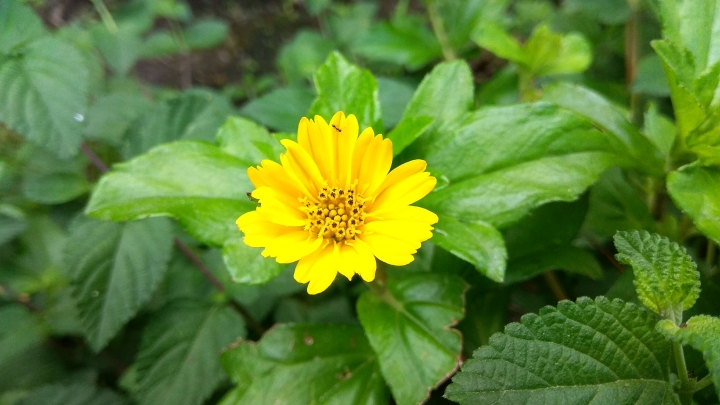 紅米4x拍照測試