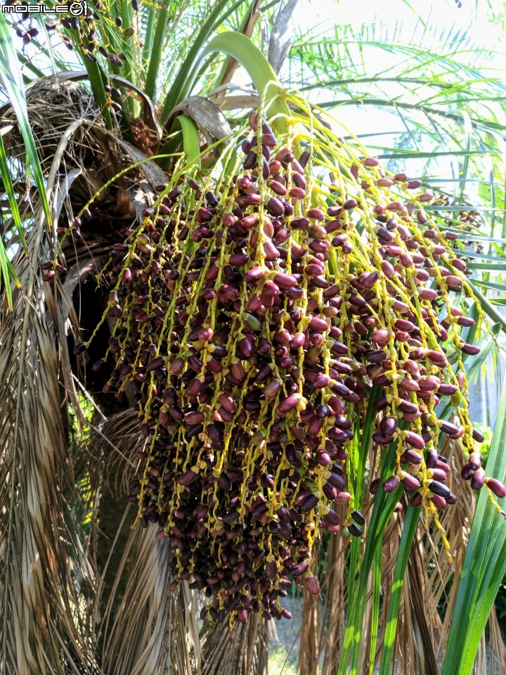 羅漢松 棍棒椰子 華盛頓棕櫚 台南市仁德區麗池公園9月17號