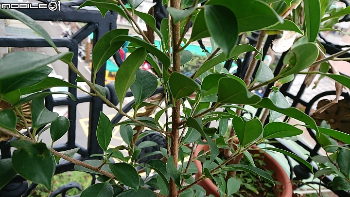 可以麻煩大家看一下這是什麼植物嗎？