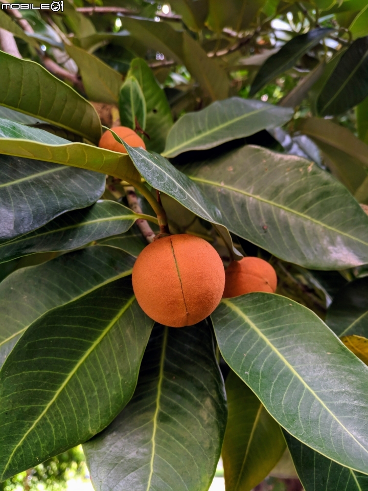 紅刺露兜樹 高雄市楠梓區右昌森林公園 9月2號