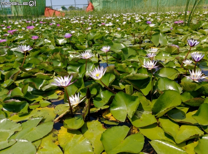 睡蓮 紅緬梔 羅漢松 露兜樹 台南市南區華友聯歡喜公園 9月18號