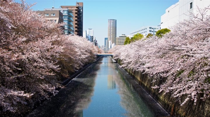 日本的浮光掠影