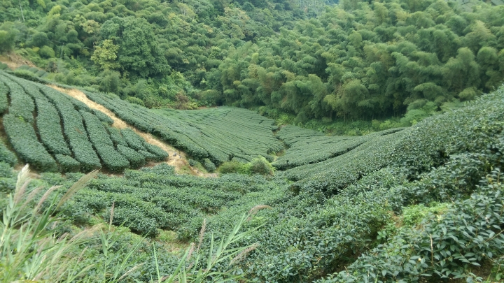 這些種茶的地到底是國有還是私有？