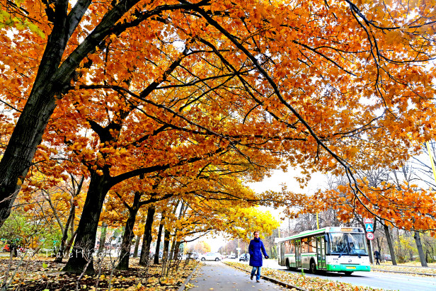 讓我們來一份「莫斯科」的楓葉吧！ – Here, I am travelling