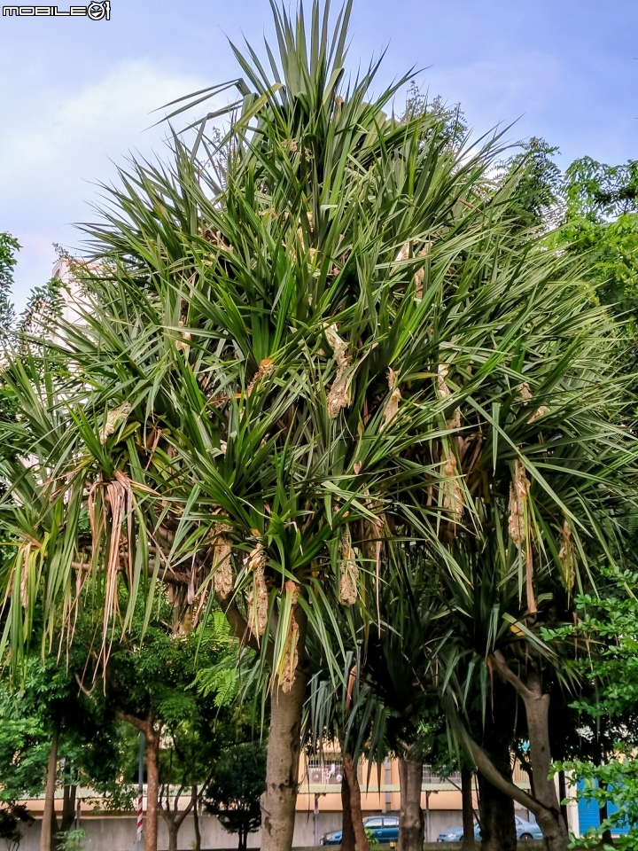 紅刺露兜樹 高雄市楠梓區右昌森林公園 9月2號
