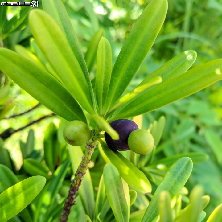 羅漢松 棍棒椰子 華盛頓棕櫚 台南市仁德區麗池公園9月17號