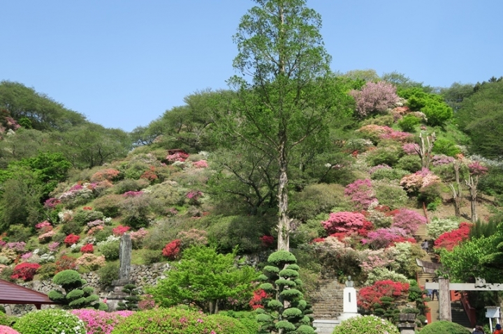 九州六天五夜太平洋旅行社行程分享（大興善寺 島原芝櫻 熊本城…