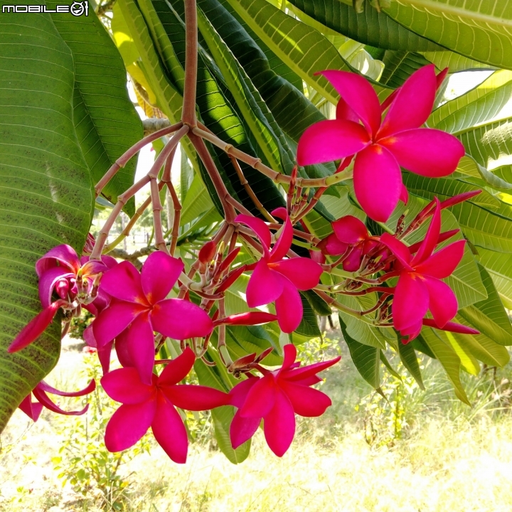 睡蓮 紅緬梔 羅漢松 露兜樹 台南市南區華友聯歡喜公園 9月18號