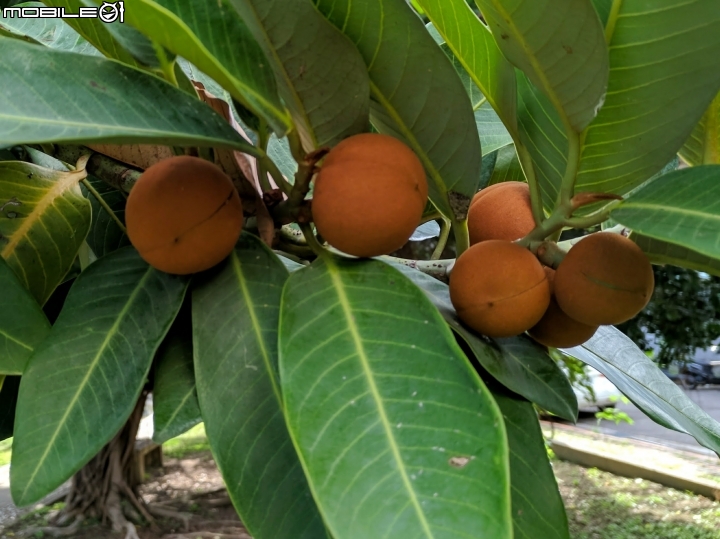 紅刺露兜樹 高雄市楠梓區右昌森林公園 9月2號
