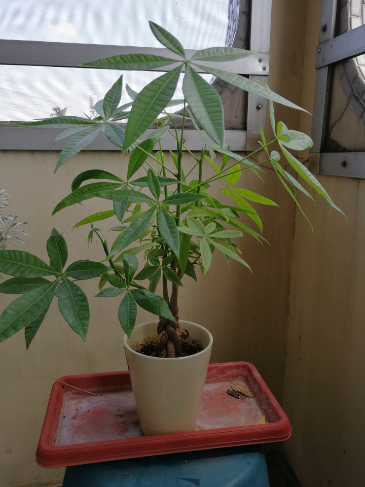 植物名字和馬拉巴栗修剪