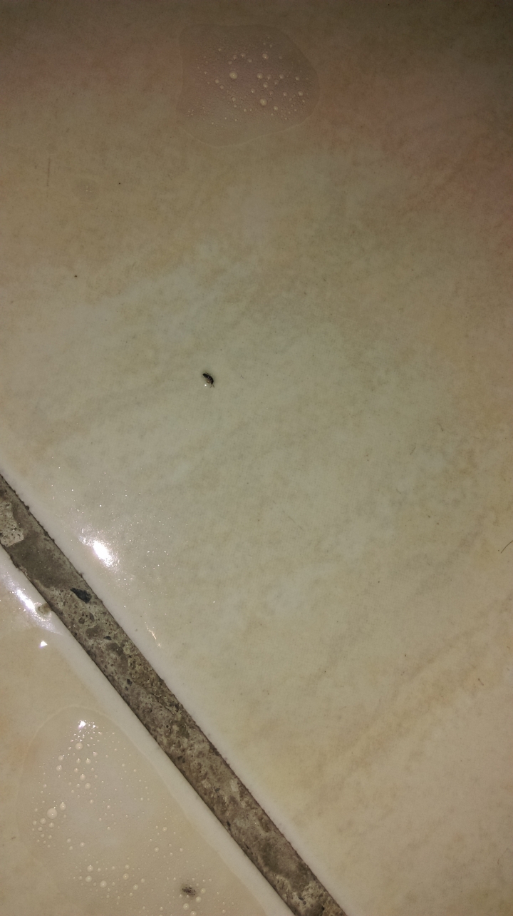 房間地板上出現很多小小黑黑的蟲