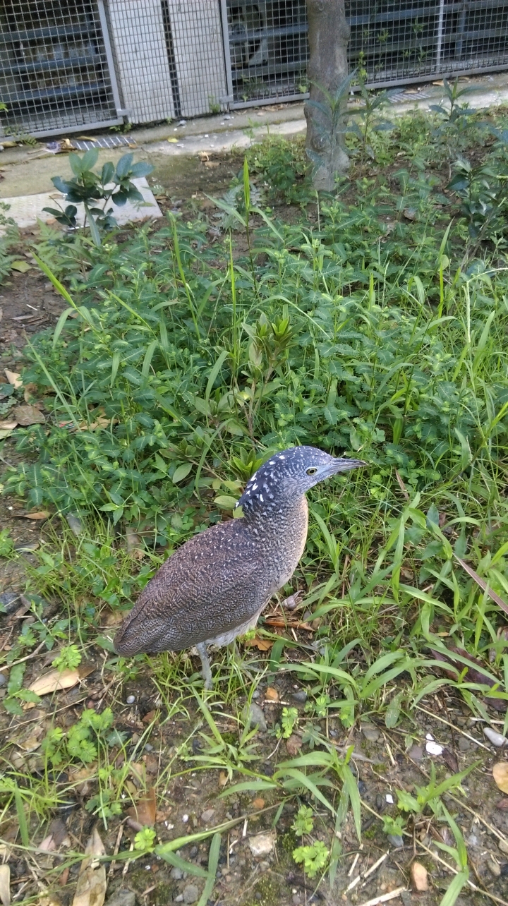 早上看見的鳥