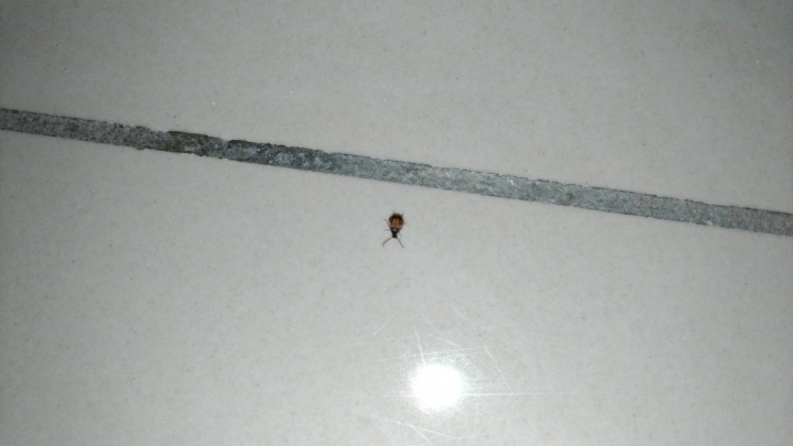 請問這是甚麼蟲
