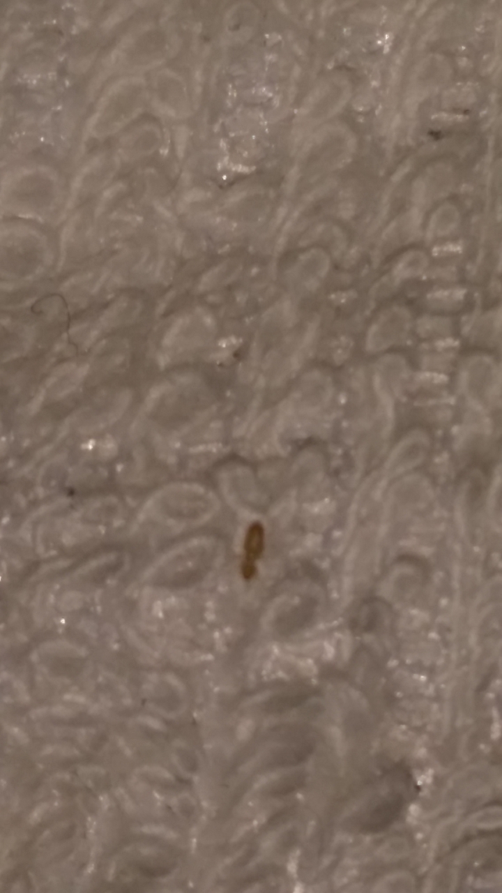 寶寶床墊上的小蟲, 請問有沒有人看過? ( 比米粒還小的蟲)