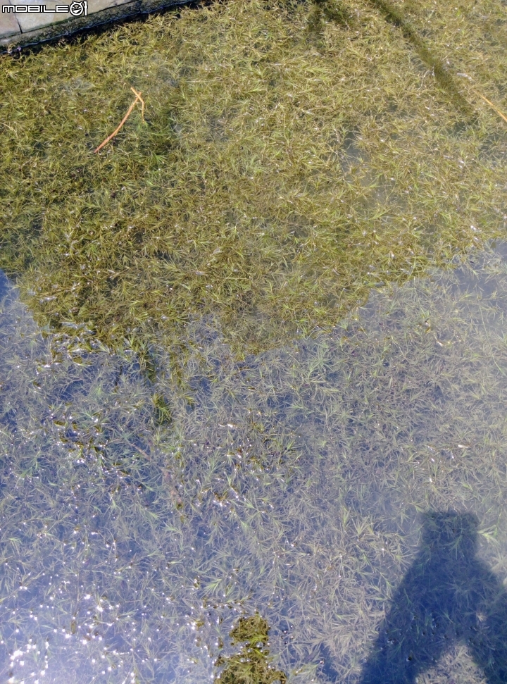 睡蓮 紅緬梔 羅漢松 露兜樹 台南市南區華友聯歡喜公園 9月18號