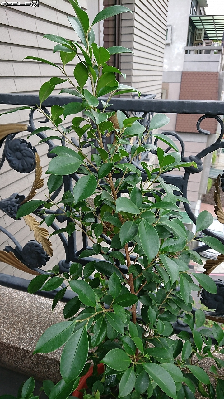 可以麻煩大家看一下這是什麼植物嗎？