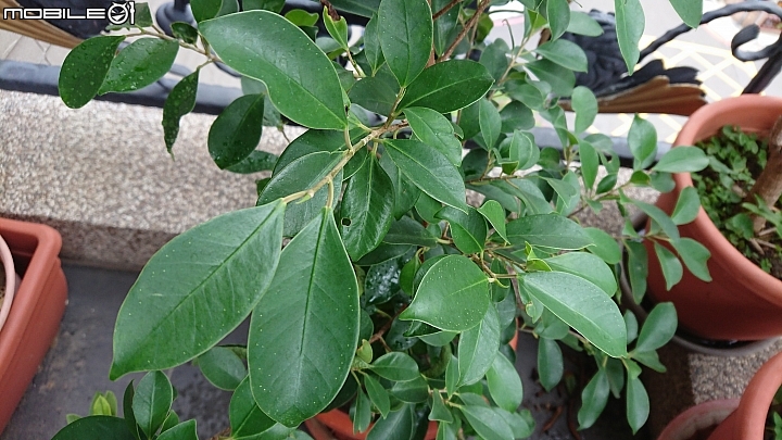 可以麻煩大家看一下這是什麼植物嗎？
