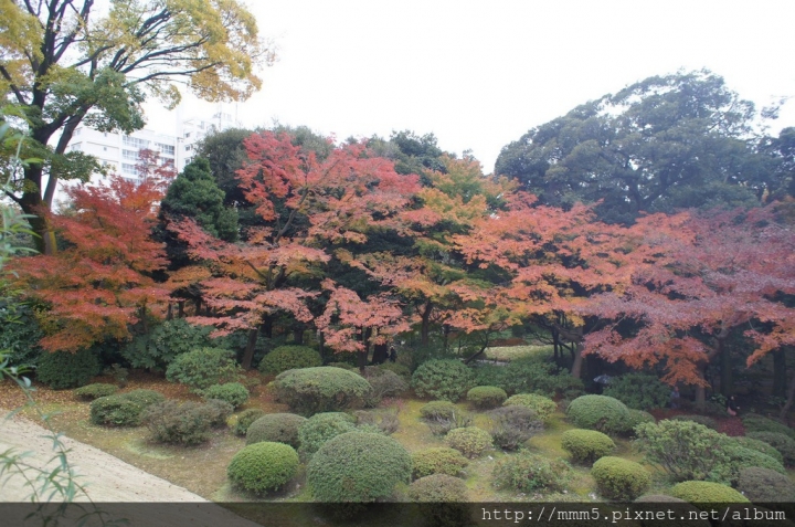【玩】日本 東京 舊古河庭園--2016來去日式庭園賞楓去
